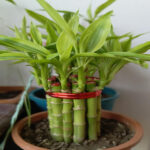 IMG-20250706-WA0002