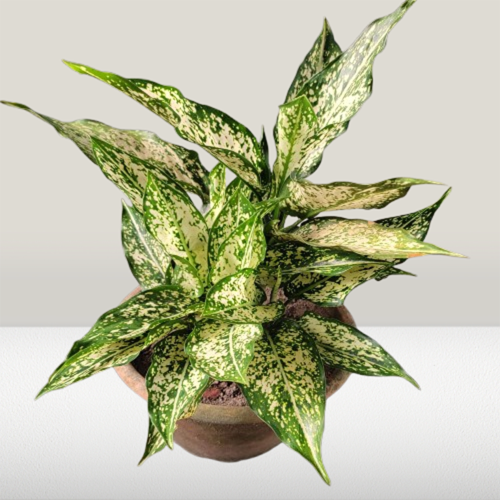 Aglaonema