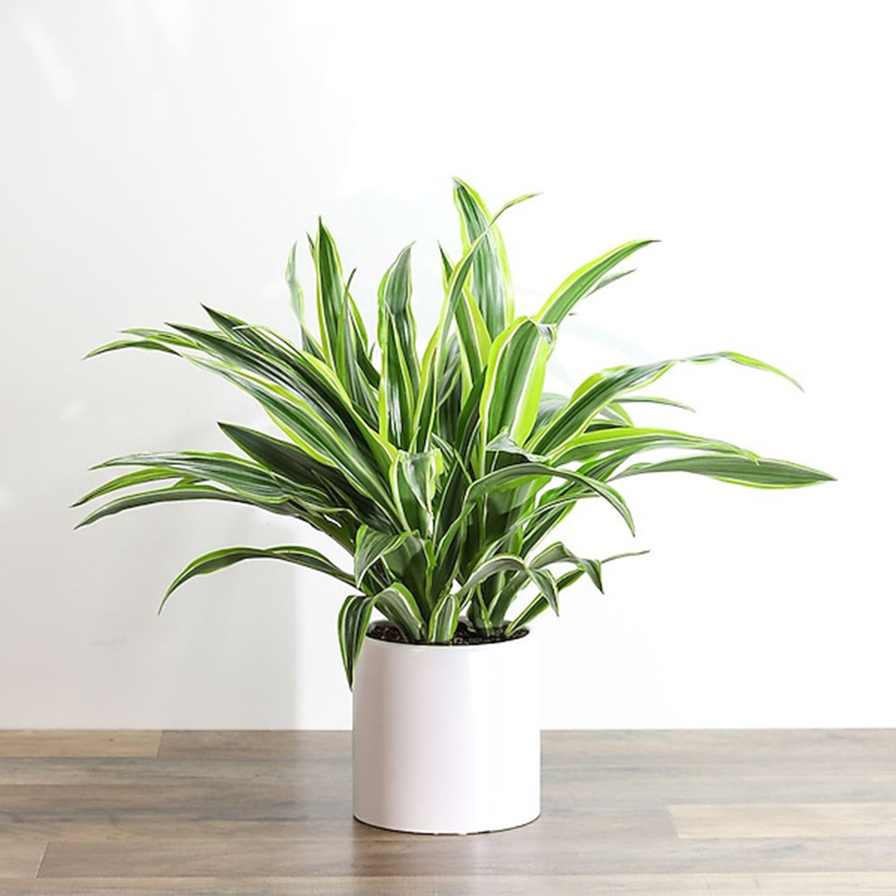Lemon Lime Dracaena