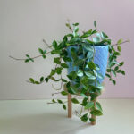two-years-with-my-lil-peperomia-angulata-v0-t0urfej1k1sd1